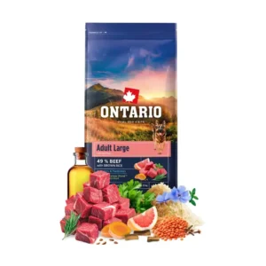 אונטריו ONTARIO בוגר  גזע גדול בקר ואורז