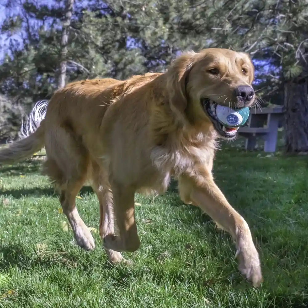 ג'ל דנטלי קונג KONG Dental פלוס כדור כלב קטן