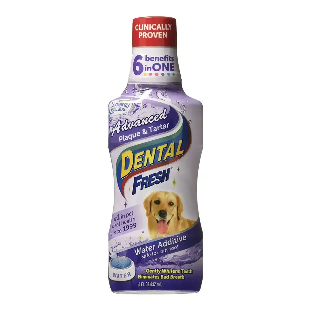 מי פה לכלבים סינרג‘י - דנטל פרש אדוונס