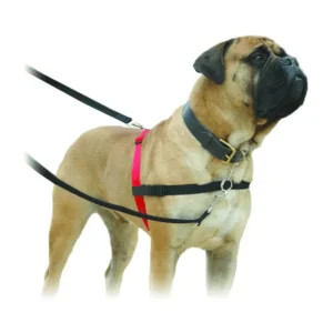 ריתמת גוף הלטי HALTI