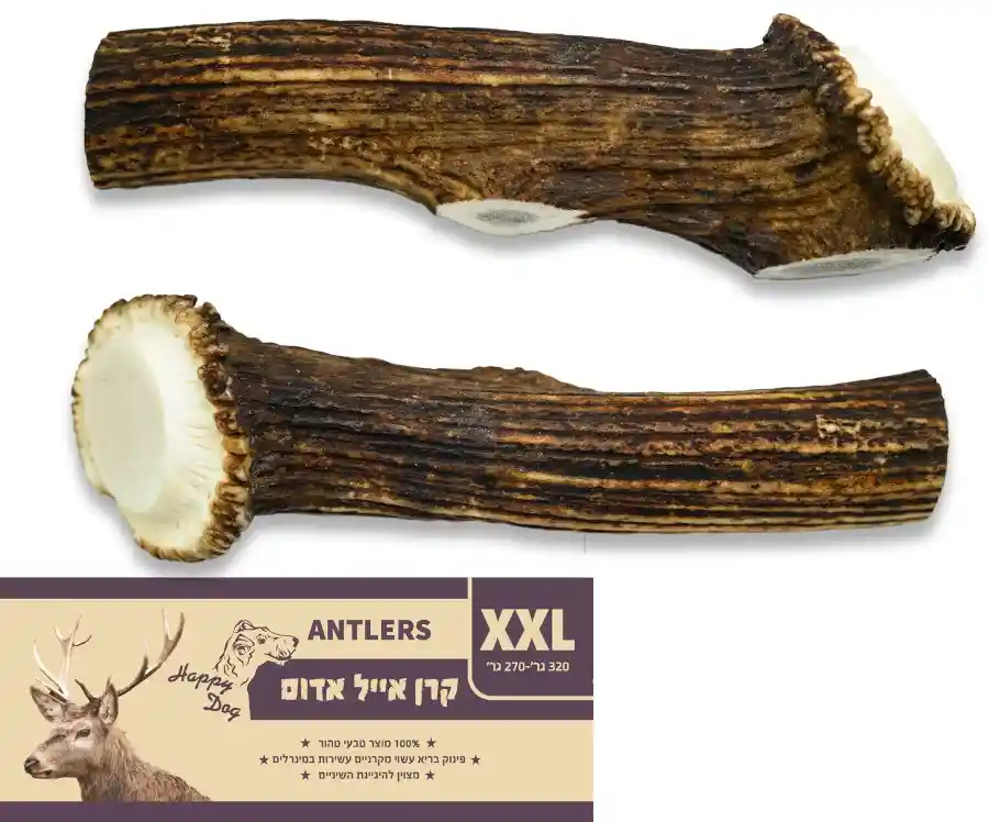 קרן אייל אדום שלמה XXL  סיווג AA