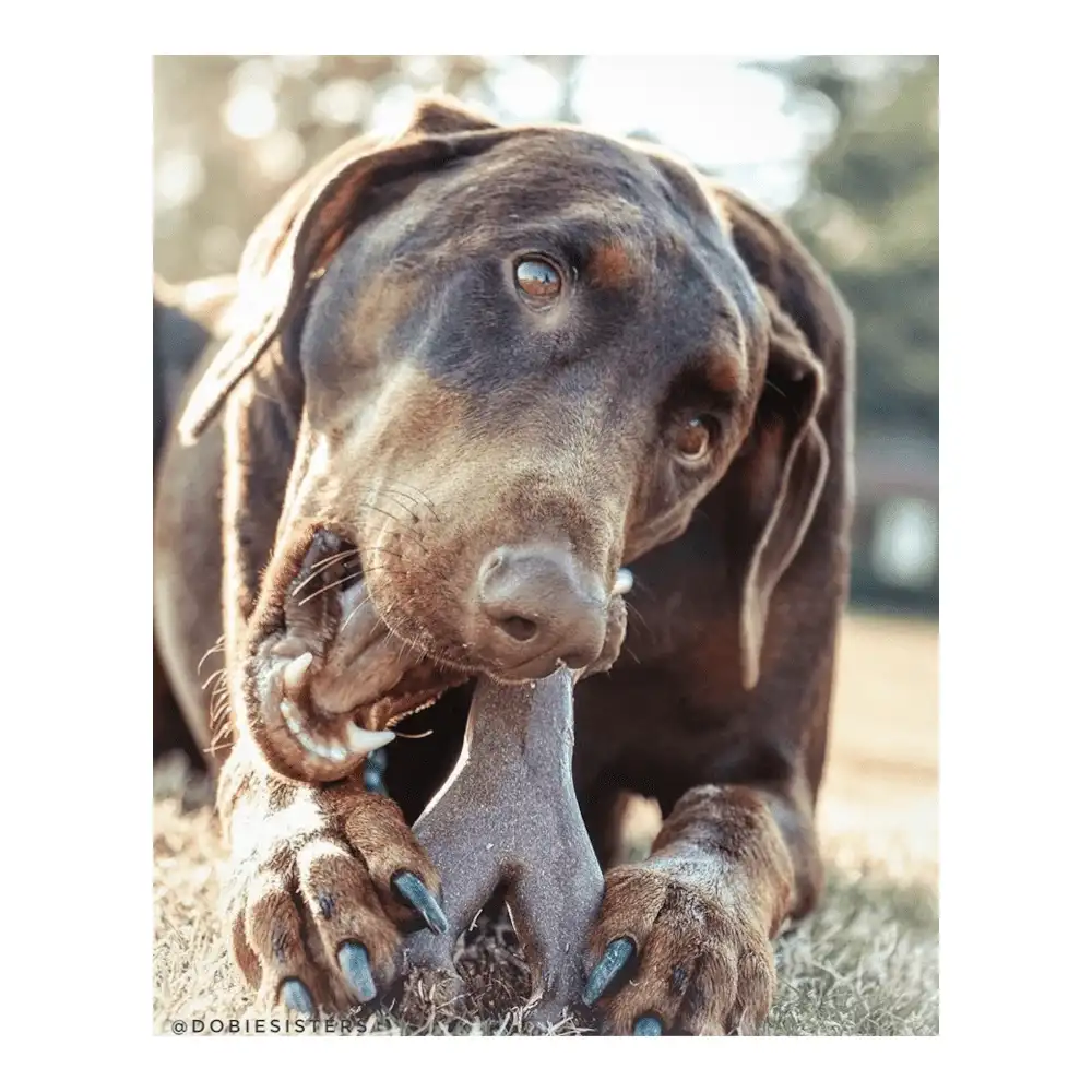 במבונס Bam-bones - עצם Y גדולה במבונס Bam-bones - עצם Y גדולה