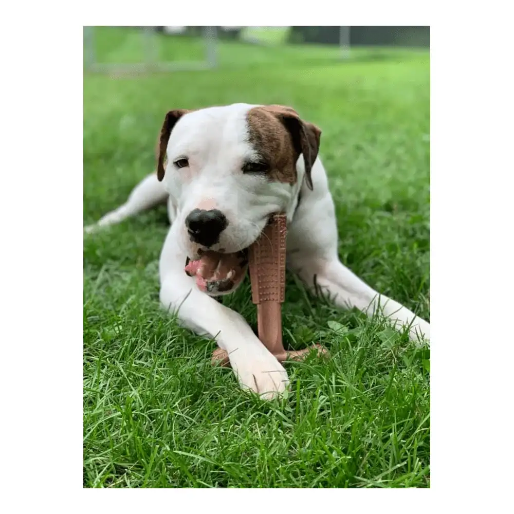 במבונס Bam-bones עצם במבוק T גדולה במבונס Bam-bones עצם במבוק T גדולה