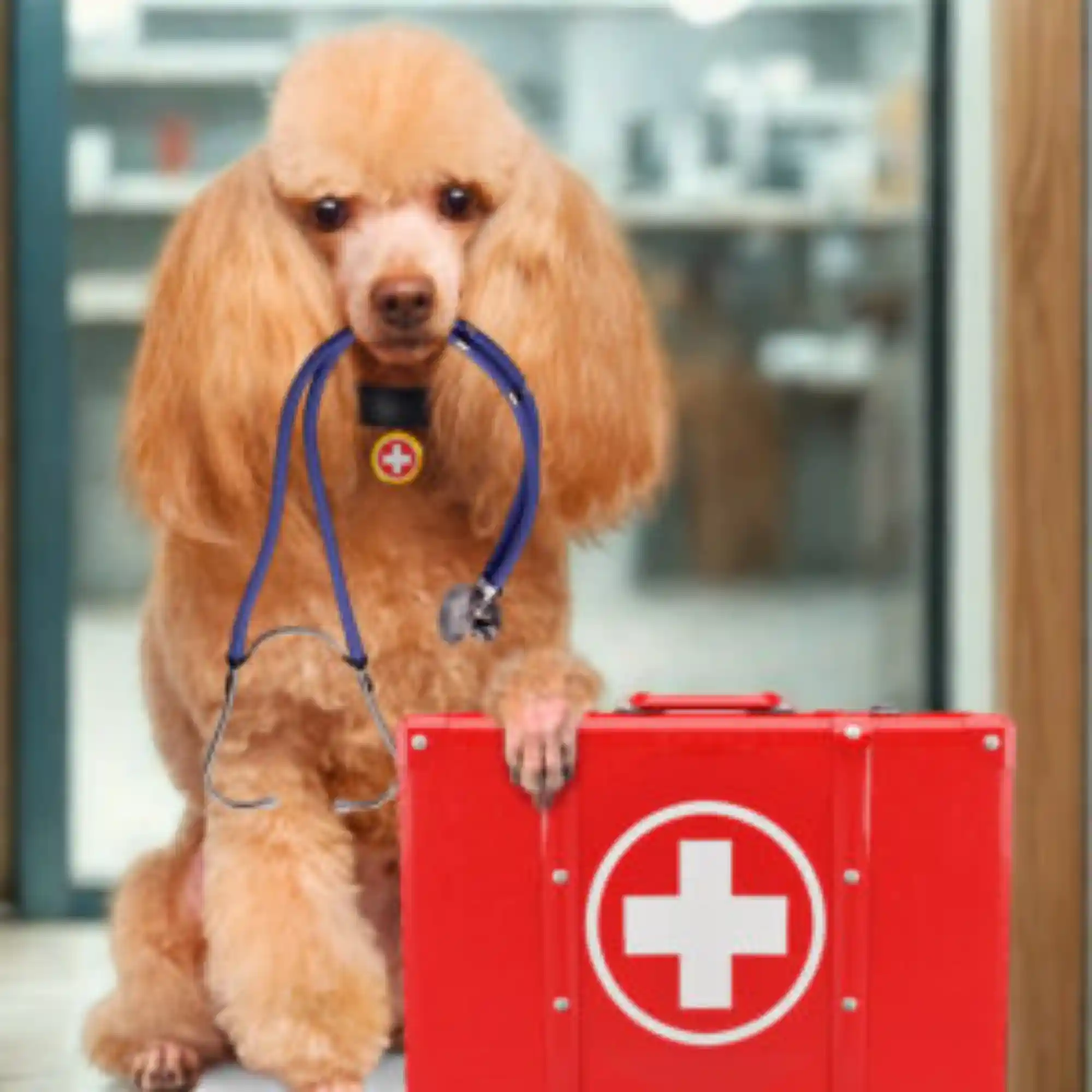 חבילת בריאות